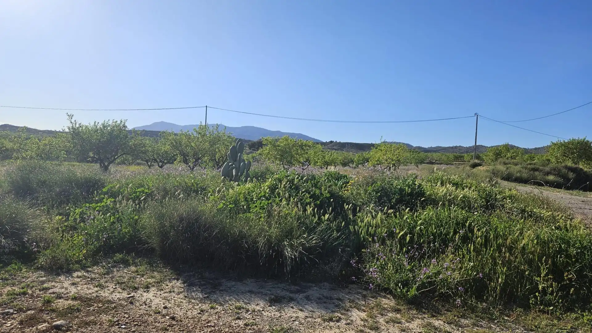 Terreny rústic en venda a Camino PARAJE LOS GARCIAS