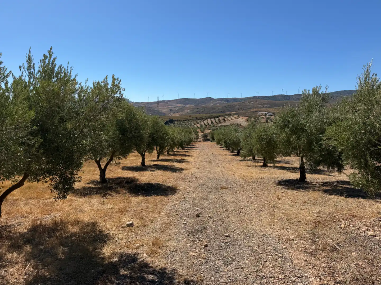 Terreno rustico in vendita a Camino de la Sierra, imagen 7