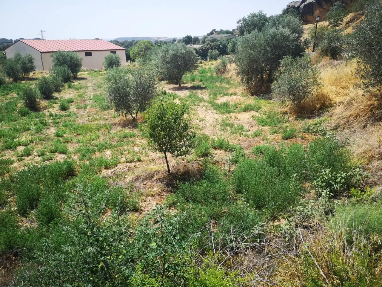 Industrial land for sale in Azlor