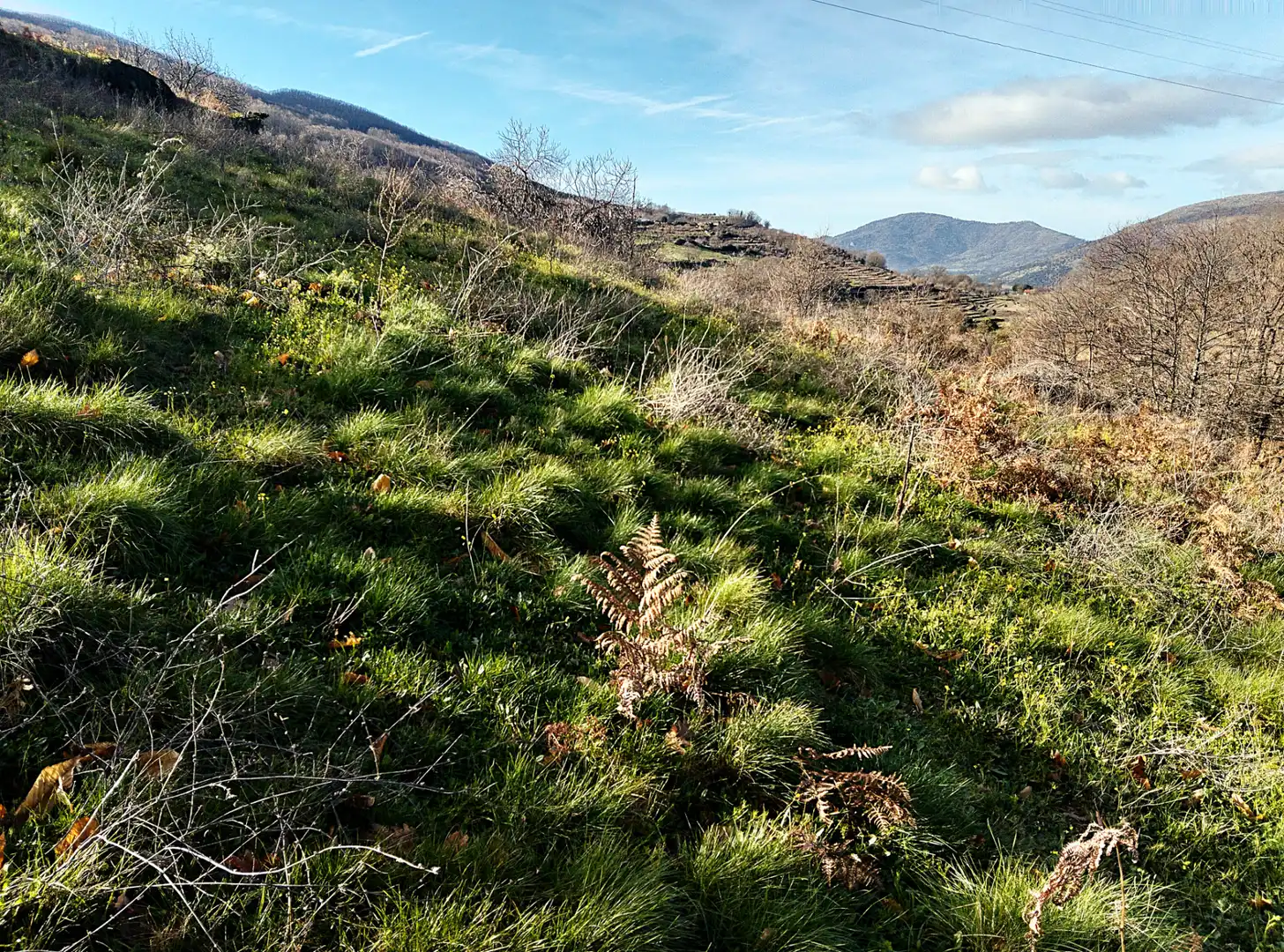 Land for sale in Casas del Castañar