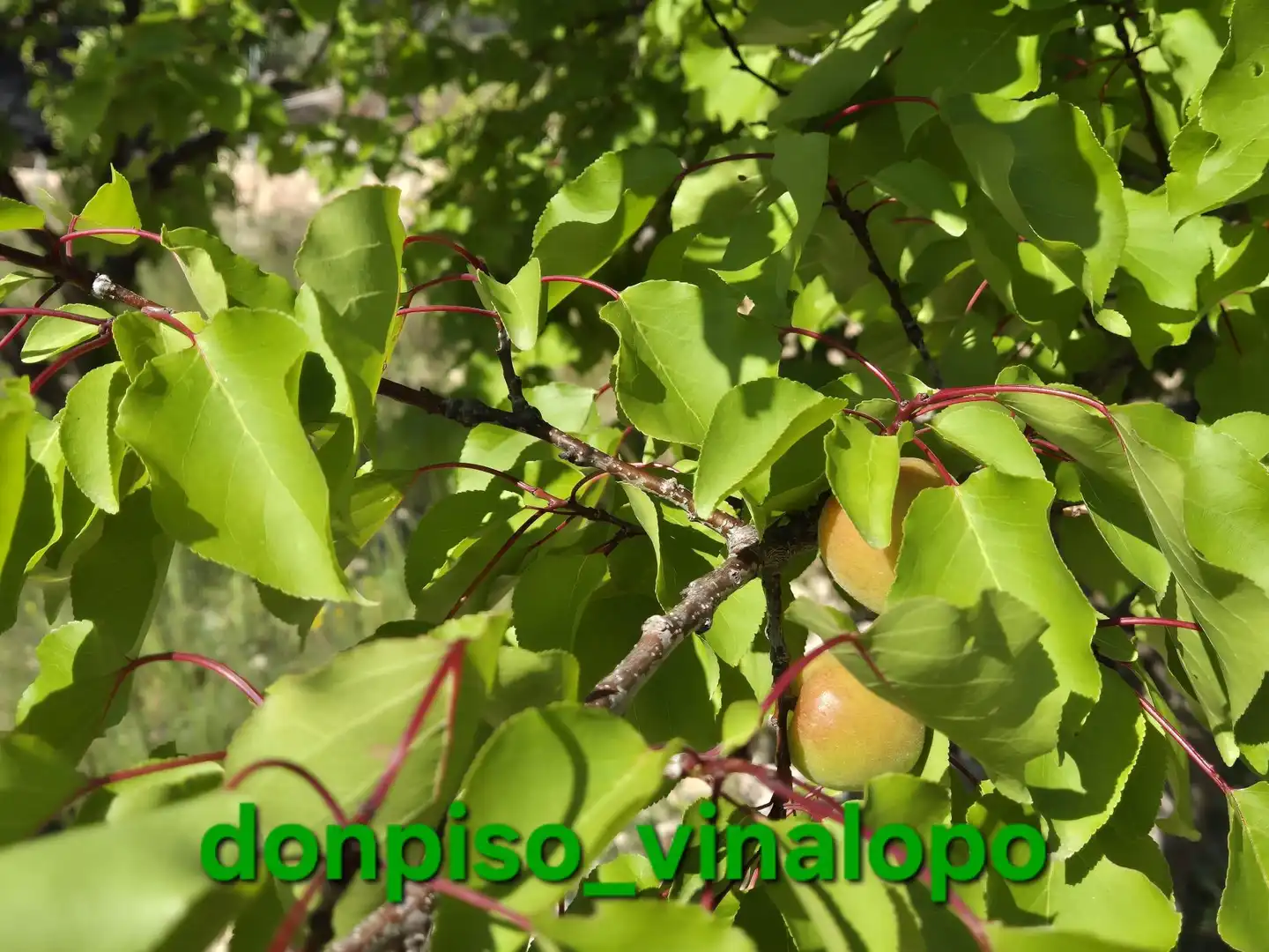 Jardín de Finca rústica en venta en Monóvar  / Monòver con Aire acondicionado, Calefacción y Trastero