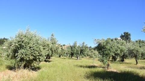 Finca rústica en Cretas, imagen 3