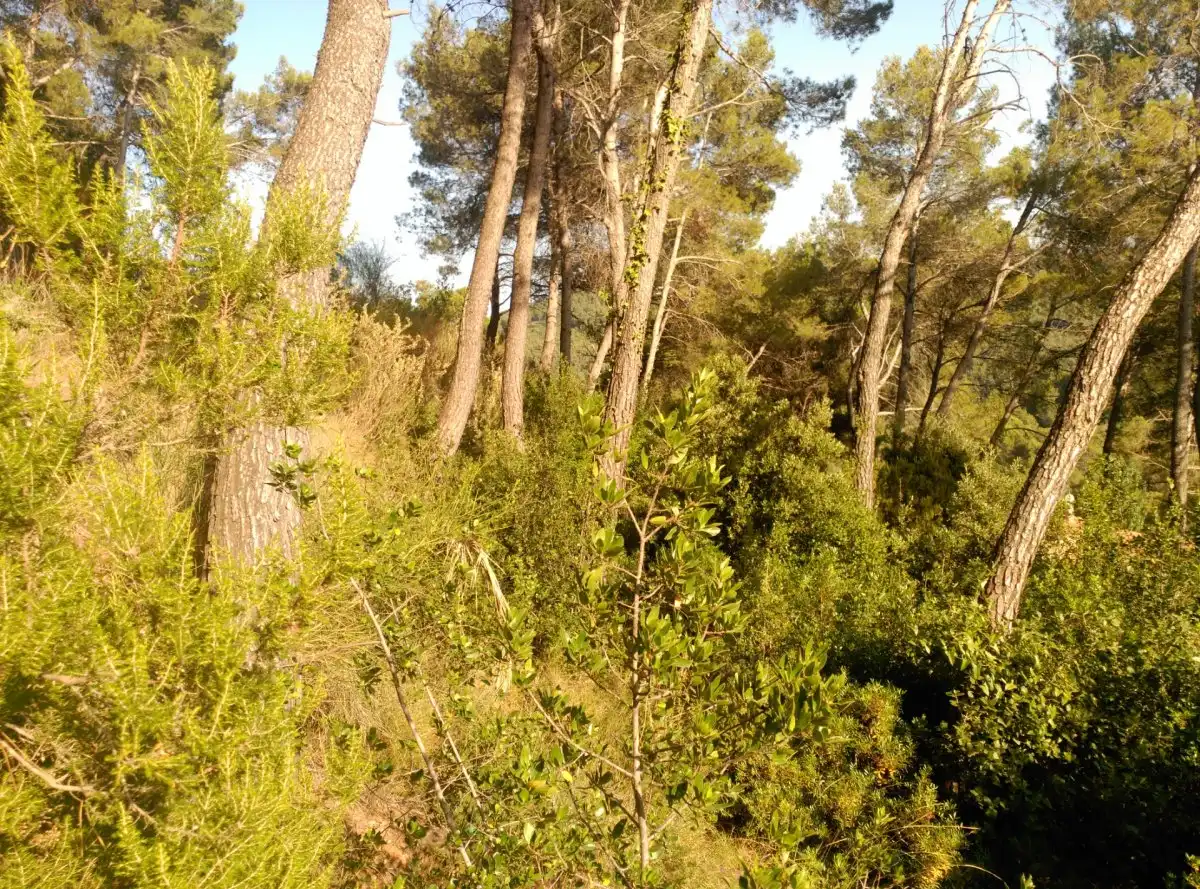 Terreni e lotti in vendita a Corbera de Llobregat, imagen 21