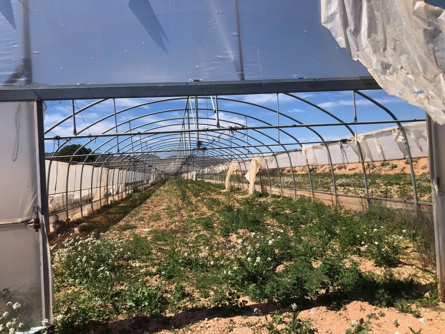 Terrenos y solares en venta en Hellín, imagen 6