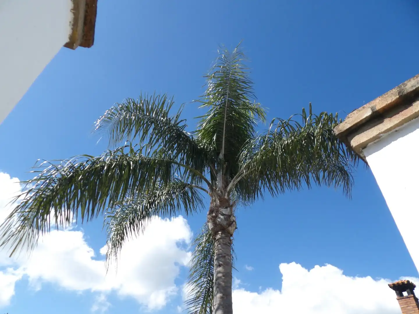 Exterior view of Houses for sale in Algeciras  with Air Conditioner, Private garden and Storage room