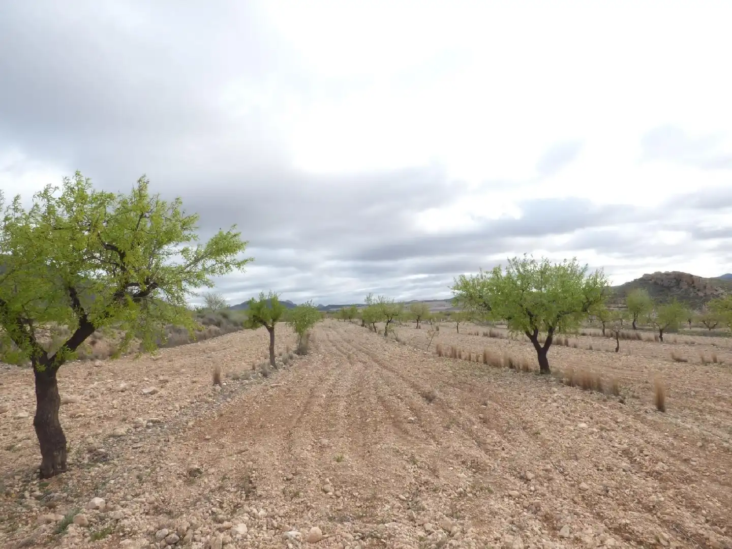 Rustikales Grundstück zum Verkauf in Jumilla, imagen 14