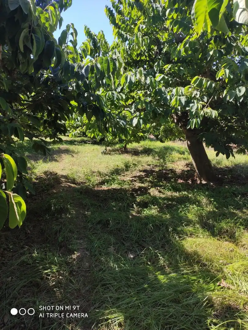 Finca rústica en venda en Almuñécar amb Jardí privat