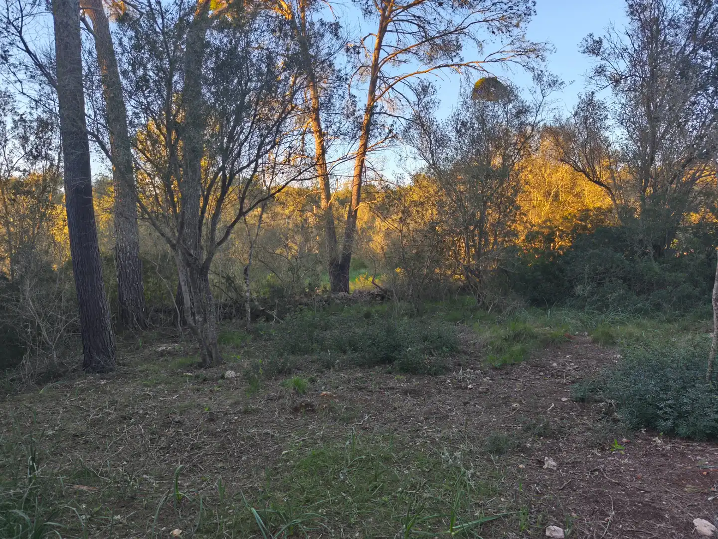Terreno rustico in vendita a Algaida, imagen 10