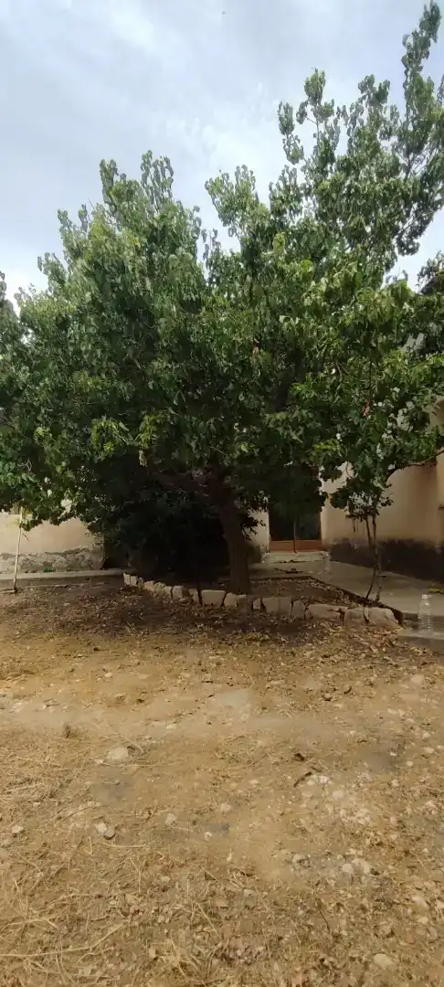Planta baixa en venda en Higueruela