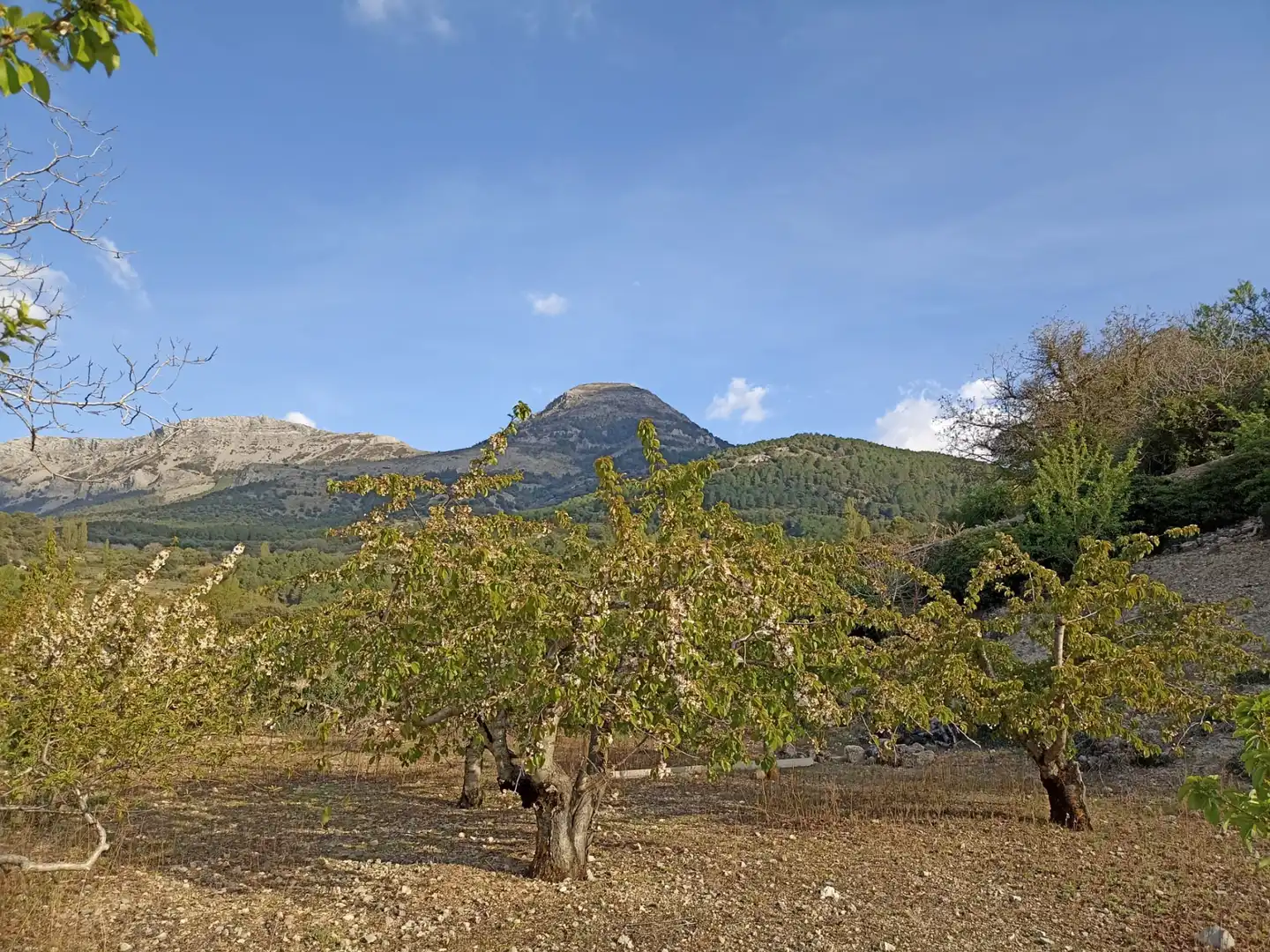 Land for sale in Torres