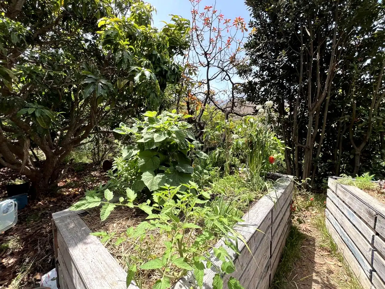 Jardín de Finca rústica en venta en Vallehermoso con Aire acondicionado, Calefacción y Jardín privado