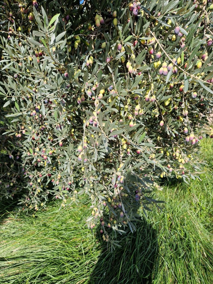 Garden of Land for sale in Plasencia de Jalón
