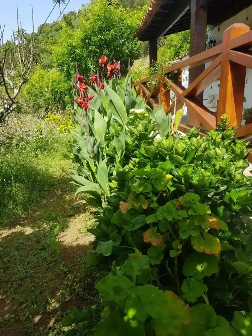 Jardín de Finca rústica en venta en Agulo