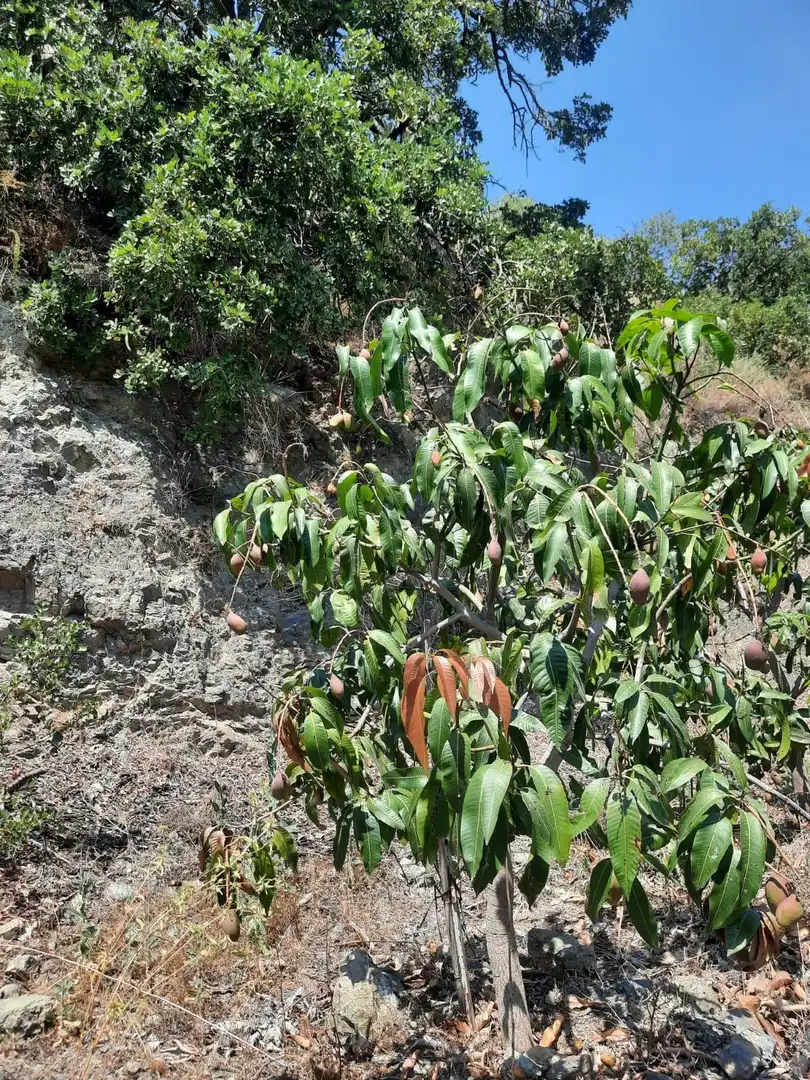 Terrenys i solars en venda a Canillas de Aceituno, imagen 11