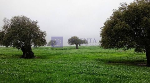 FINCA GANADERA DE UNAS 20 HECTÁREAS EN LA ZONA DE ALCUESCAR