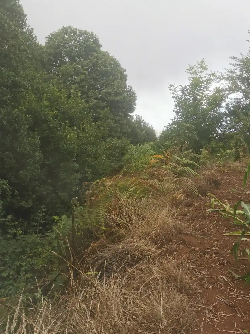 Terreno rustico in vendita a Camino Lomo Alto 8, imagen 10