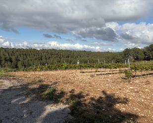 Casa o xalet de lloguer en Font-rubí amb Jardí privat, Traster i Forn