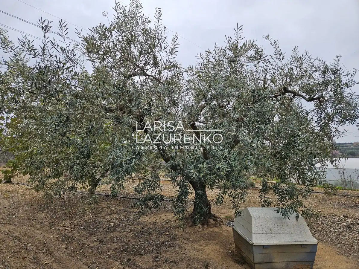 Finca rústica en venda en Riudoms
