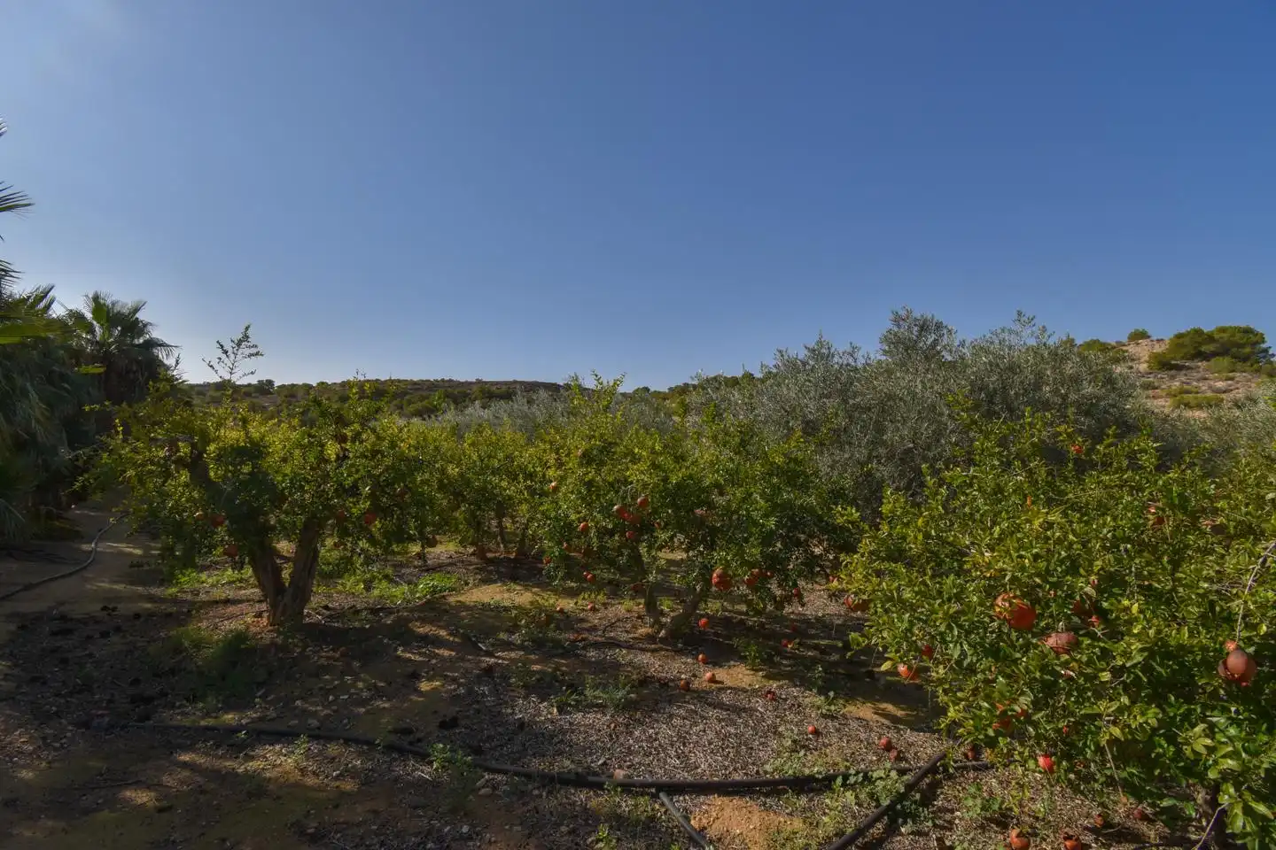 Rustikales Grundstück zum Verkauf in Partida Torrellano Alto, imagen 8