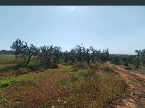 Terreno en Venta en Poligono Ganadero, 12A en Chucena