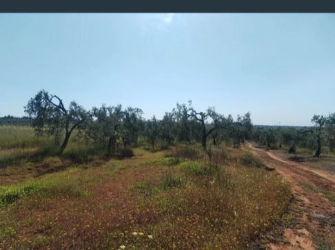 Grundstücke zum Verkauf in Chucena