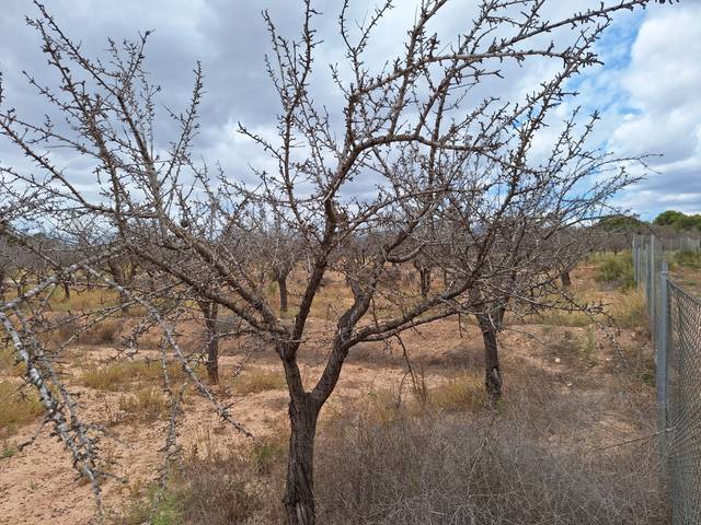 Terreno en Venta en Villamontes - Boqueres
