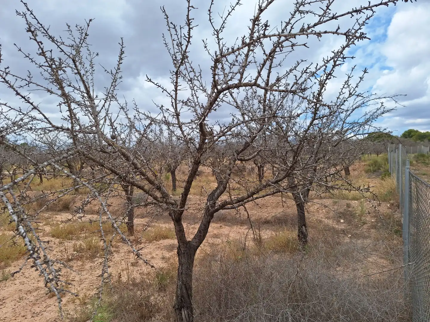 Rural land for sale in Villamontes - Boqueres