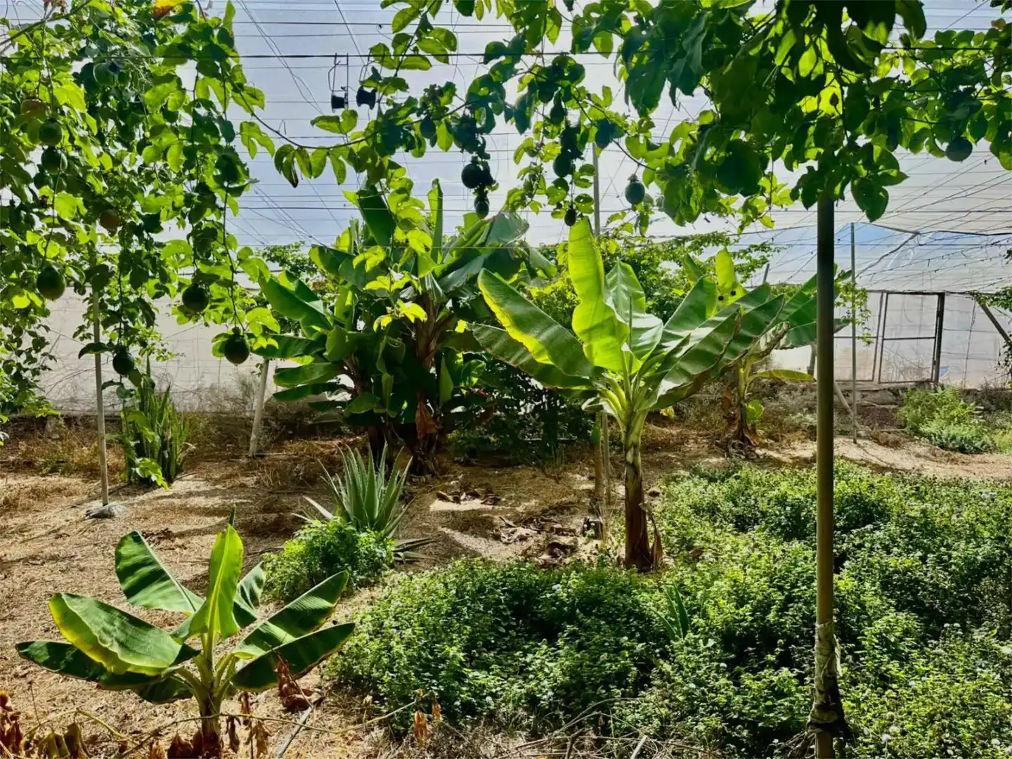 Finca rústica en venda en Guía de Isora