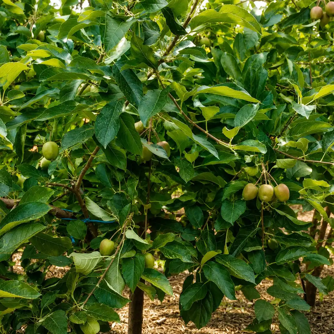 Jardí de Finca rústica en venda en Andújar amb Jardí privat i Terrassa
