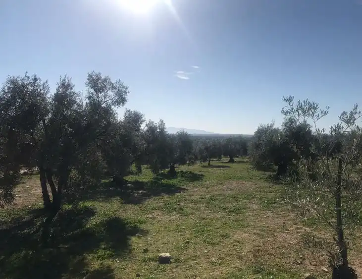 Terrenos y solares en venta en Alameda, imagen 2