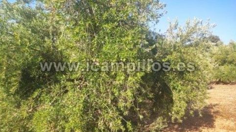FINCA DE OLIVAR DE 25 FANEGAS EN CABRA, immagine 2