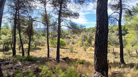 Finca rústica en Ráfales, immagine 3