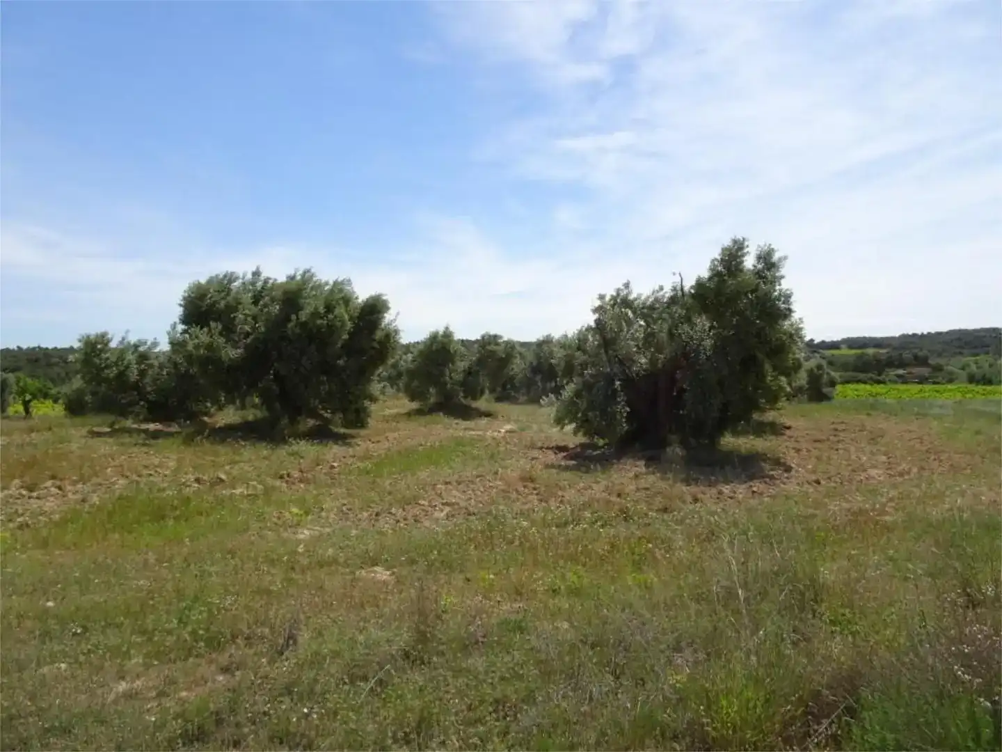 Land for sale in Batea