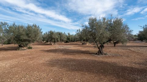 Finca rústica plana con olivos, almendros y algarrobos, imatge 5