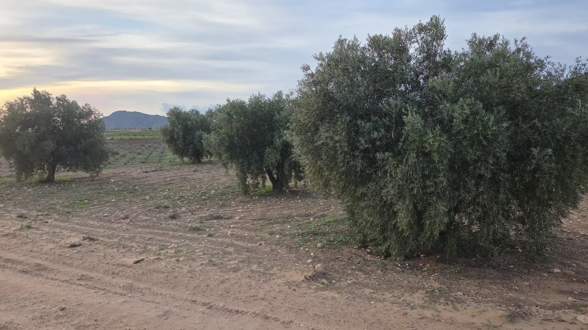 Terreny residencial en venda a Jumilla, imagen 4