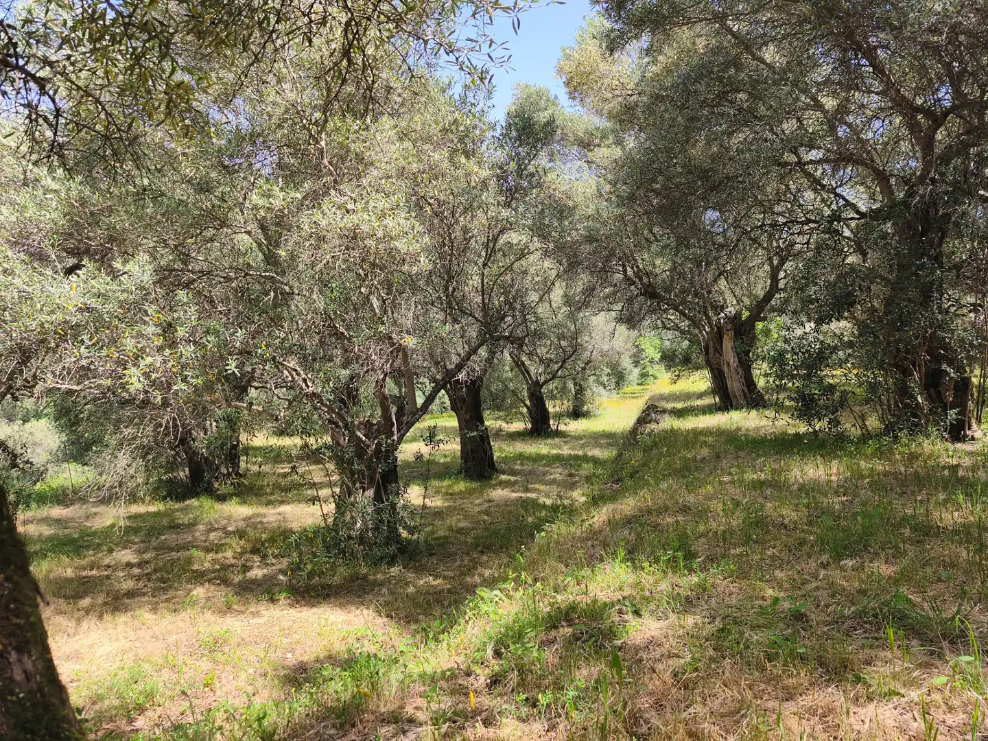 Casa o xalet en venda a Camino del Convento, 41, San Martín de Trevejo