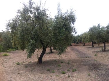 Rustikales Grundstück zum Verkauf in Castro del Río