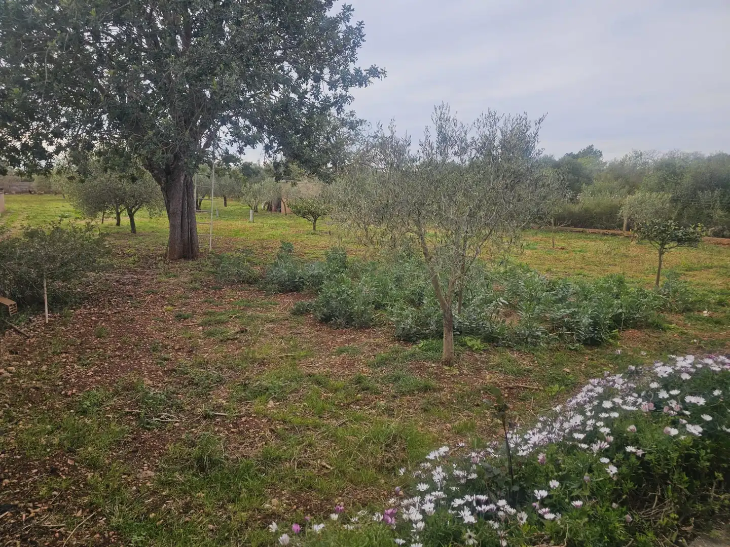 Maison rustique avec piscine à vendre à Llucmajor pueblo, imagen 42