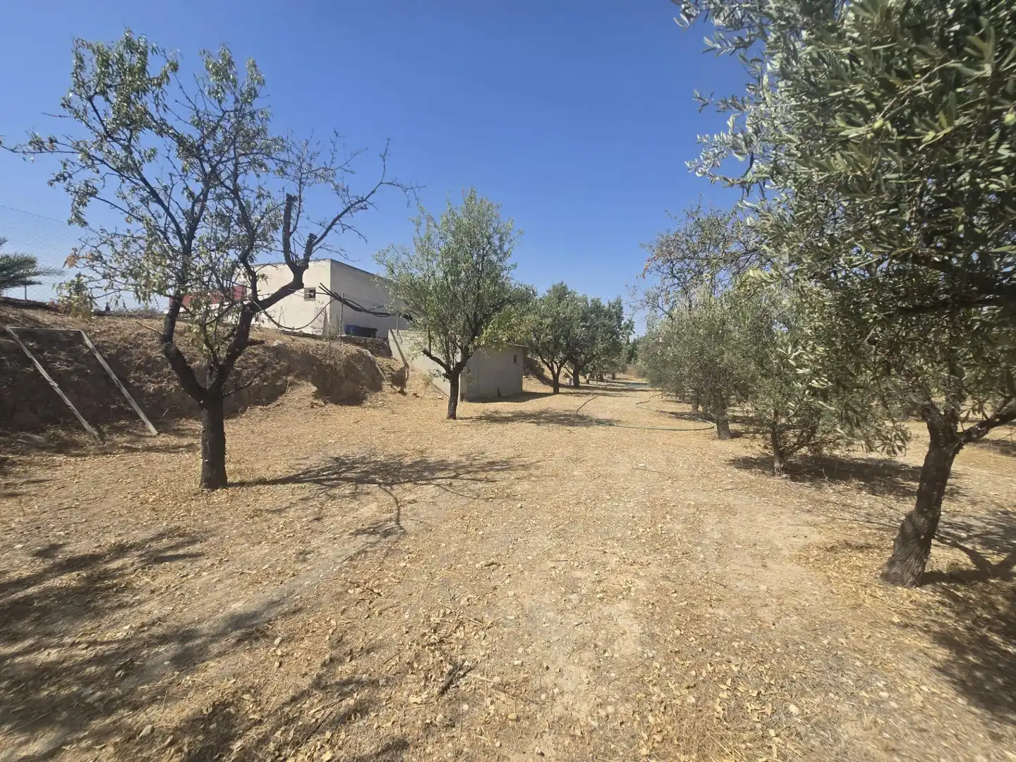 Houses for sale in Aspe