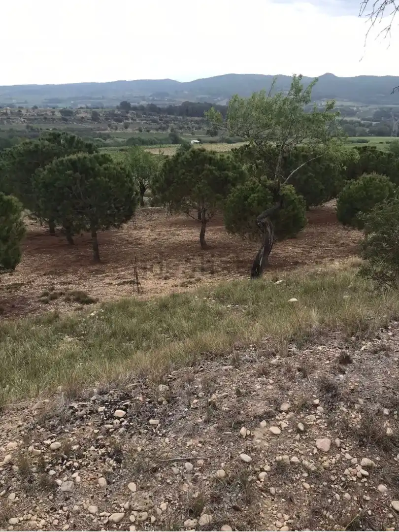 Finca rústica en venda a Carretera de Castellet, 114, L'Arboç