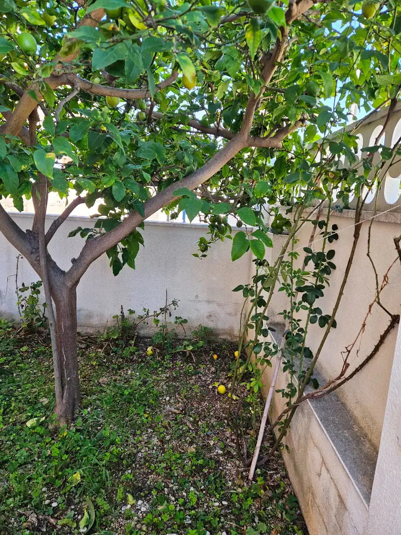 Adosado con jardín en venta en Carrer del Pintor Fortuny, imagen 42