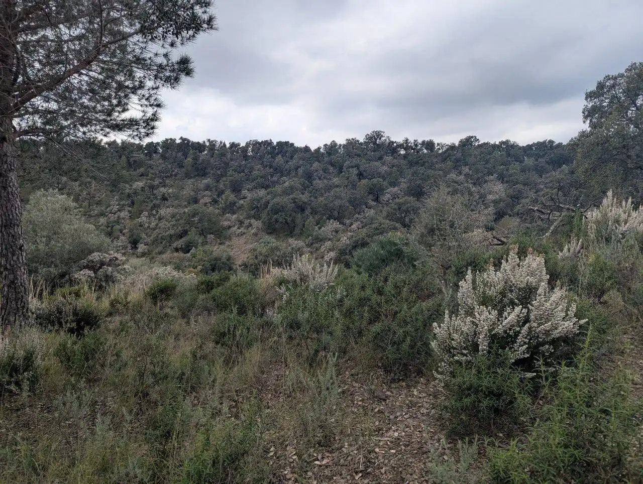 Rural land for sale in EL MON PERDUT, imagen 5