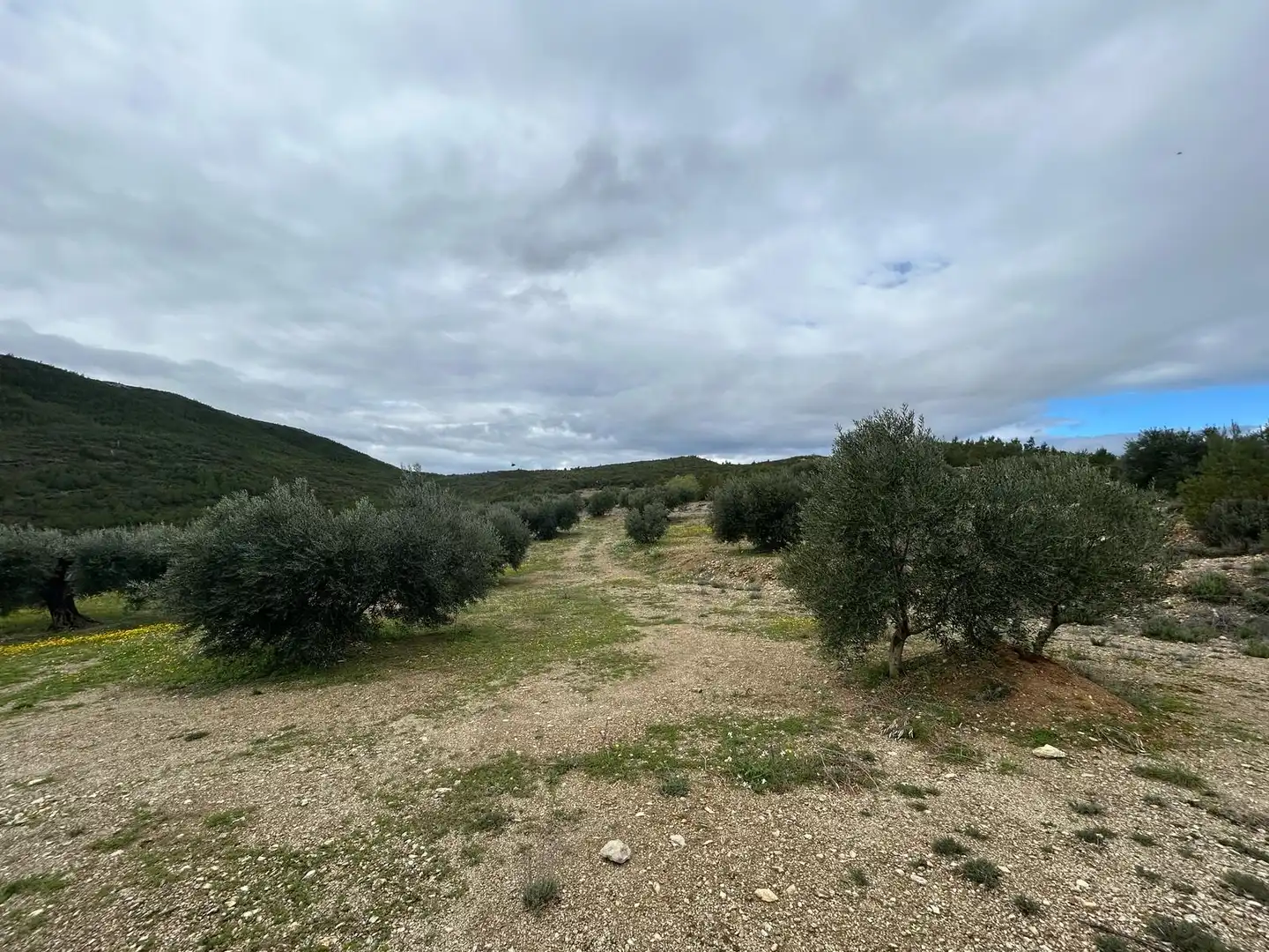 Land for sale in Biure
