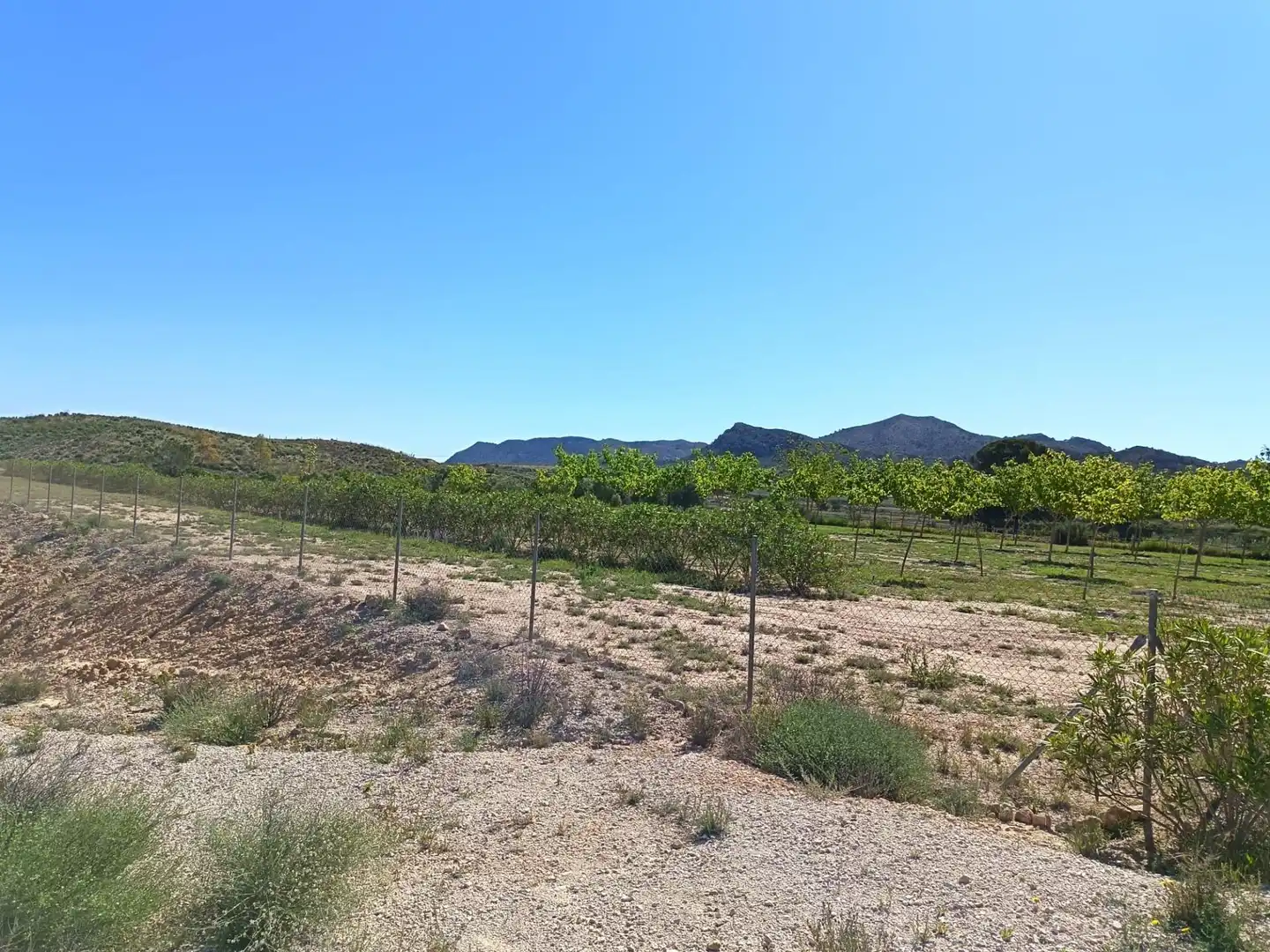 Terreno rústico en venta en Monforte del Cid, imagen 9