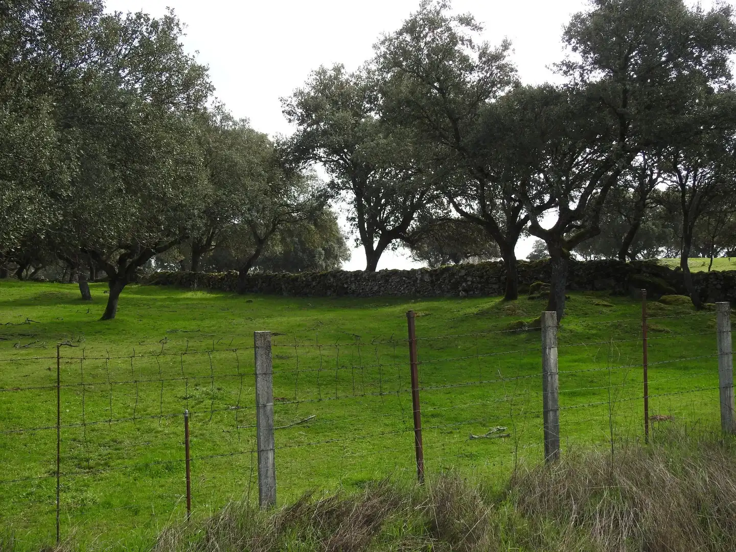 Terreni e lotti in vendita a Navamorcuende, imagen 3