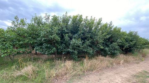 Foto 4 de Terreno en venta en Camino Albalat, Carlet, Valencia
