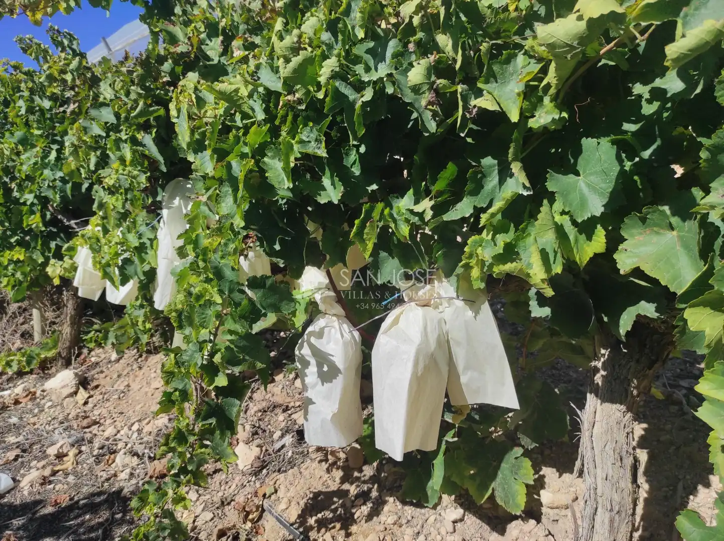 Jardí de Finca rústica en venda en Monforte del Cid