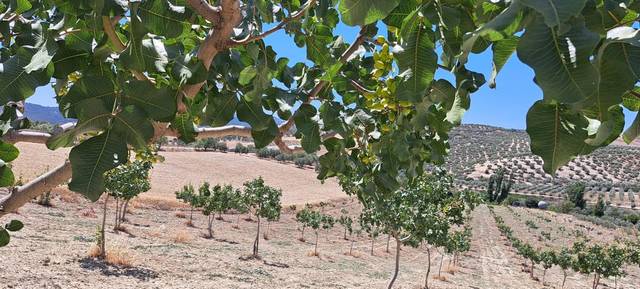 Terreno residencial en Venta en Cañete la Real