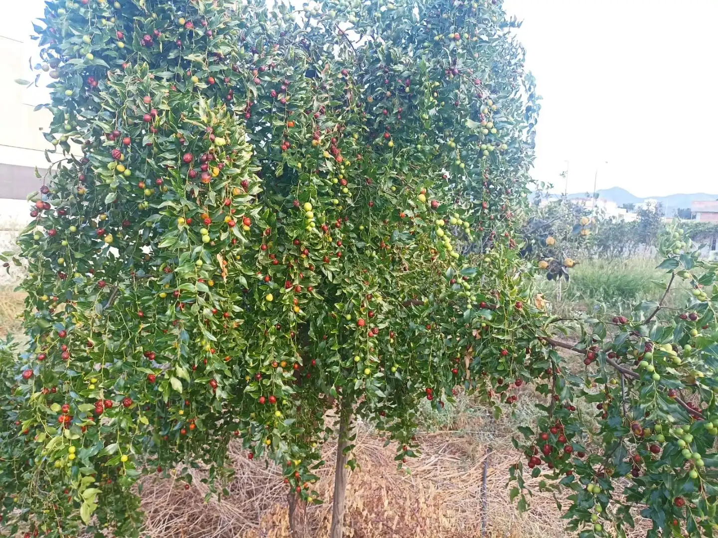 Jardín de Residencial en venta en Alhaurín de la Torre