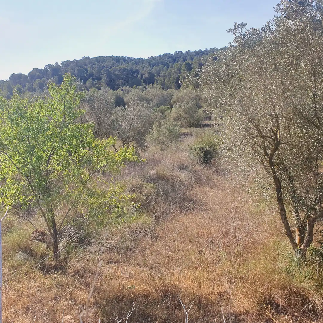 Rustikales Grundstück zum Verkauf in El Pinell de Brai, imagen 49